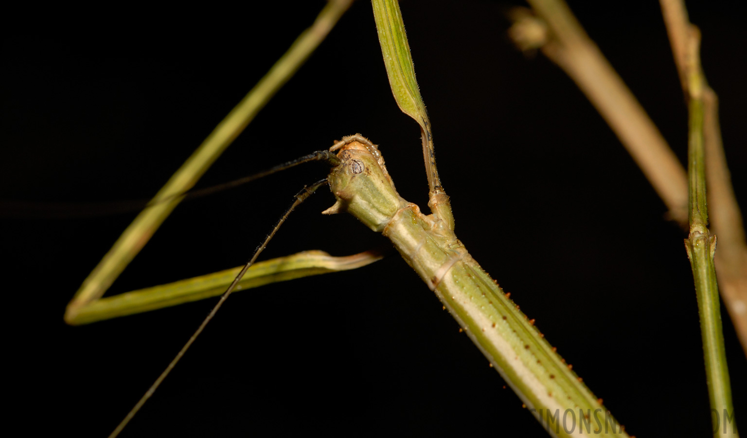 Phasmatodea sp [105 mm, 1/60 Sek. bei f / 11, ISO 200]